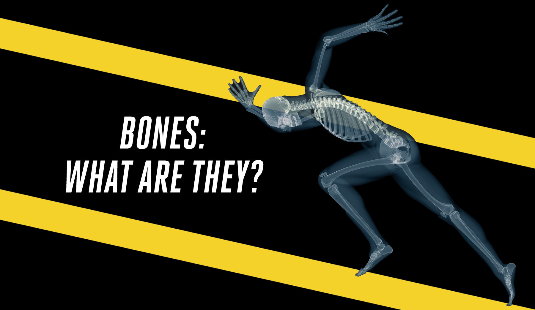 Bones: What are they?